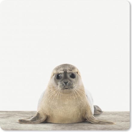 Muismat 20x20 cm - Mousepad Dieren - Zeehond - Wit - Muismatten