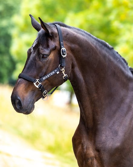 Master nylon halster zwart - Pony