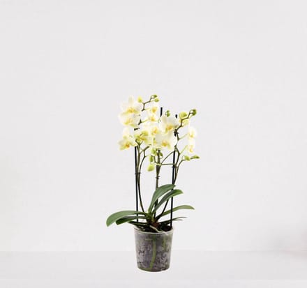 Phalaenopsis Multiflora wit – bloeiende witte Orchidee – kamerplant - 30-55cm - Ø12 – in kwekerspot – vers uit de kwekerij