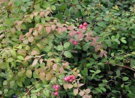 Symphoricarpos chenaultii - Sneeuwbes, Klapbes 50 - 60 cm in pot