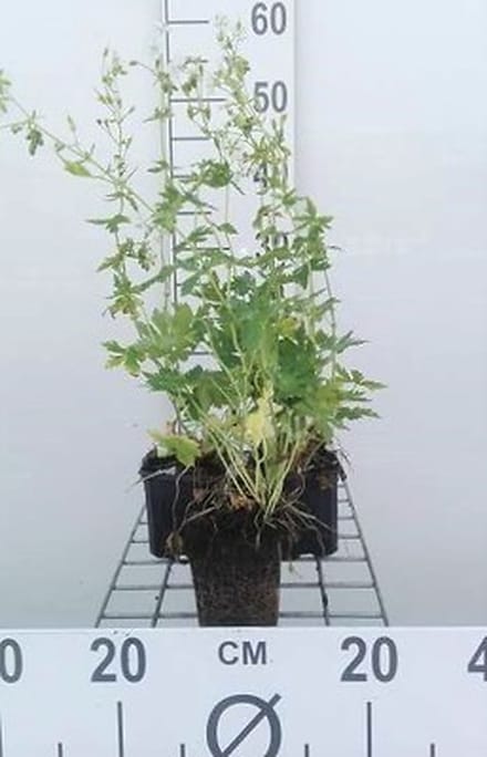 6x Ooievaarsbek - Geranium phaeum 'Album' | 9x9 cm pot