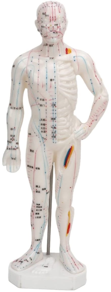 Menselijk Lichaam Model - Dailygoods- Acupunctuurmodel Professioneel