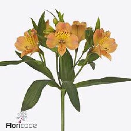 10x Alstroemeria aurora 70cm
