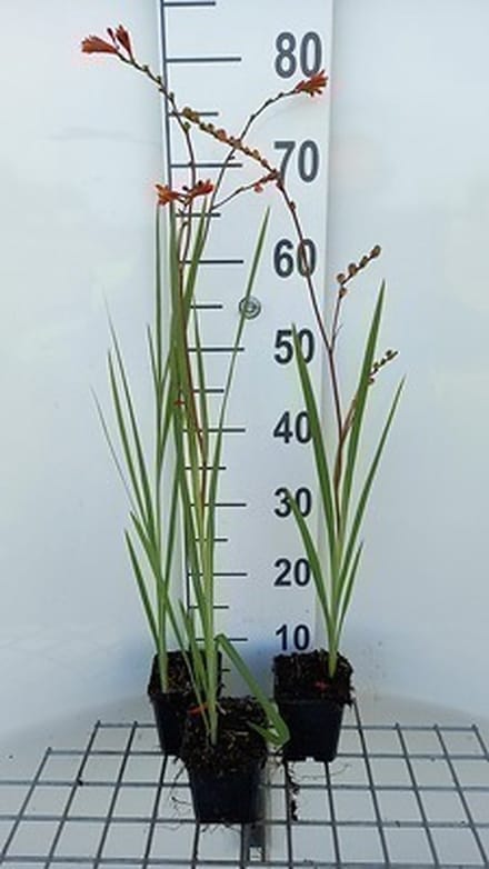 6x Montbretia - Crocosmia 'Fire King' | 9x9 cm pot