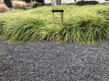 Carex morrowii - Set van 12 - Wintergroen - Zegge - Pot P9