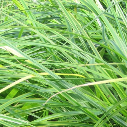 6x Zegge - Carex oshimensis 'Everlime'® - Pot 9x9cm