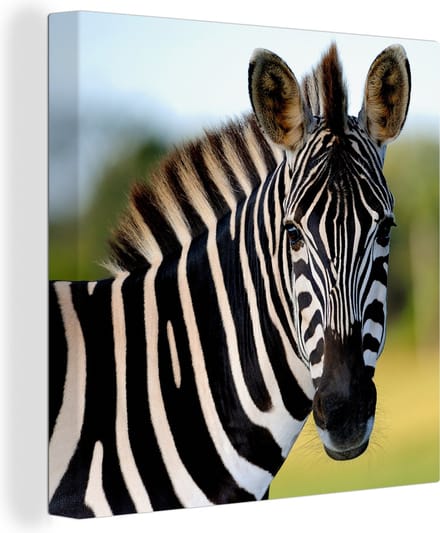 Canvas Schilderij Close-up zebra - 20x20 cm - Wanddecoratie