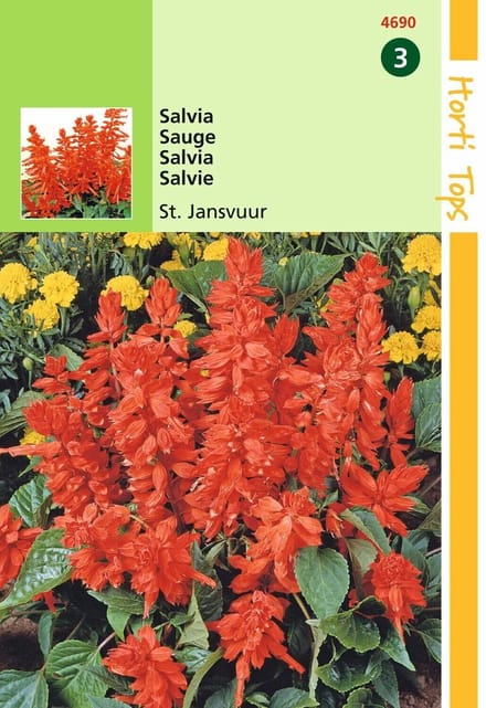2 stuks Salvia Splendens St. Jansvuur