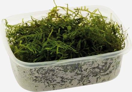 Moerings aquariumplanten - Vescicularia dubyana (Los) 200 cc