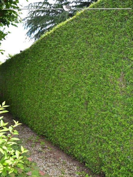 Levensboom Thuja plicata Martin 160-180 cm, 5x Haagplant