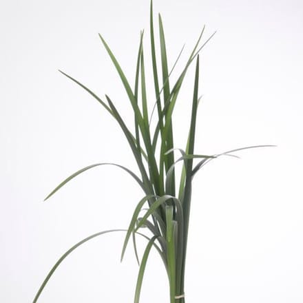 5x Sg lily gras
