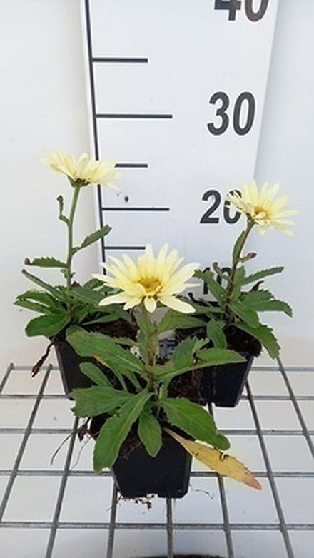 6x Margriet - Leucanthemum (s) 'Banana Cream' | 9x9 cm pot