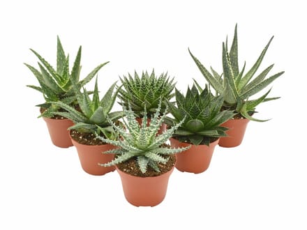 JUNAVERA Aloe mix â€“ per stuk, 8 cm pot, 15 cm hoog