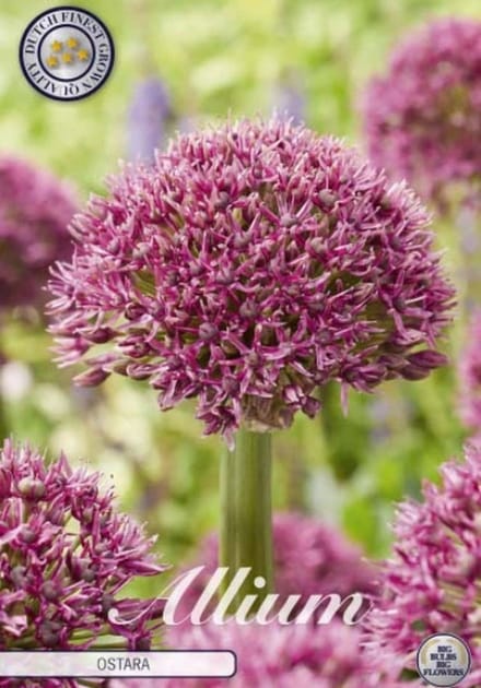 Dutch Finest Quality bloembollen Allium Ostara x 3 stuks 14/16s
