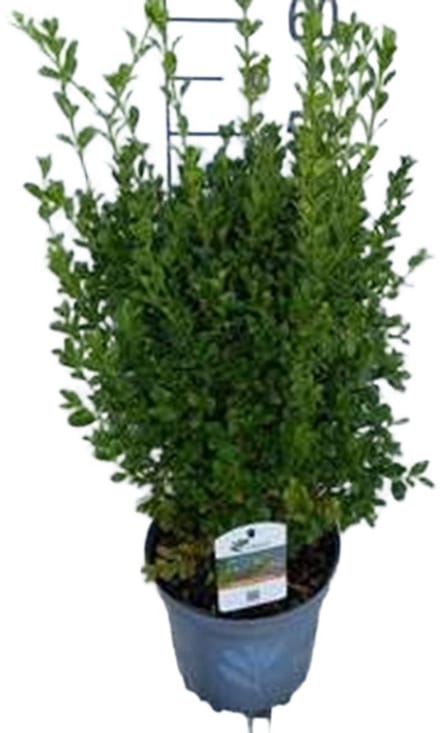 Betterbuxus 'Heritage' – 30-40 cm - Compacte, Schimmelresistente en Rupsbestendige Buxus voor Hagen en Vormsnoei