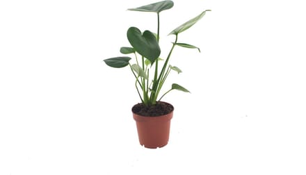 Monstera Deliciosa Tauerii | 35cm
