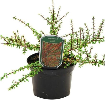Dwergmispel Struik - Bodembedekker Sierstruik - Tuin Decoratie - Wintergroen Lage Groei - 30-40cm Pot - Wit Groen