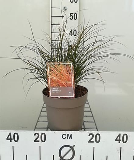 Oranjezegge - Carex test. 'Prairie Fire' | 3 liter pot