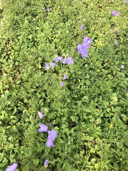 6 x Campanula rotundifolia - Grasklokje - pot 9 x 9 cm