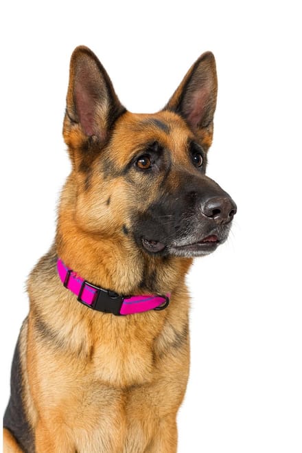 Jack and Vanilla Stripe Hondenhalsband - Roze - Maat XL - Verstelbaar 39-65 cm