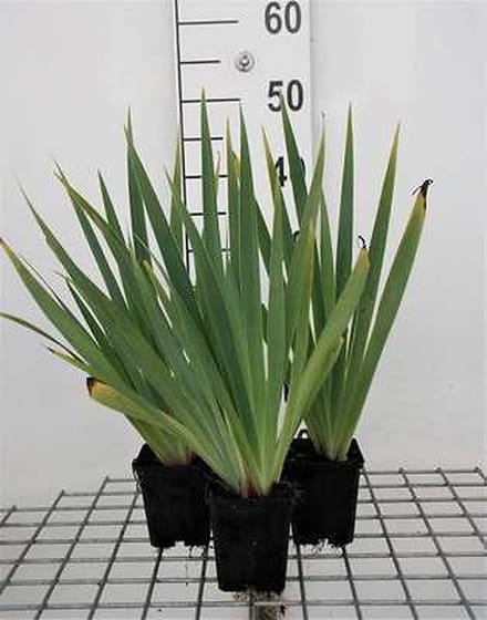 6x Blauwogengras - Sisyrinchium striatum (lutescens) | 9x9 cm pot