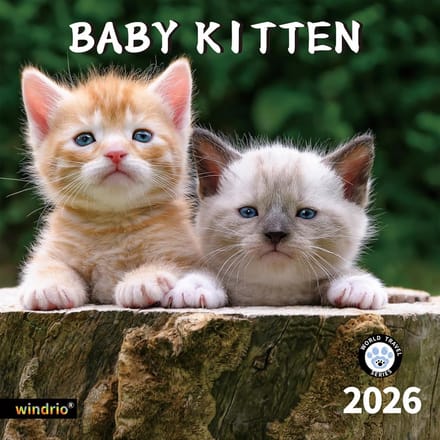 Wandkalender 2025 Katten Kitten Thema Juli 2024 December 2025 Groot Formaat