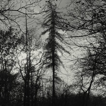 Curse All Kings - Feral Earth (LP) (Limited Edition) (Coloured Vinyl)
