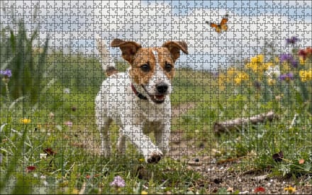 Puzzel Jack Russell in de heide | 1000 stukjes | Dierenpuzzel | Hondenpuzzel