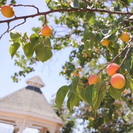 Geurolie - Zonnestraal - 10 ml