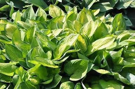 6x Hartlelie - Hosta hybr. 'Gold Standard' | 9x9 cm pot