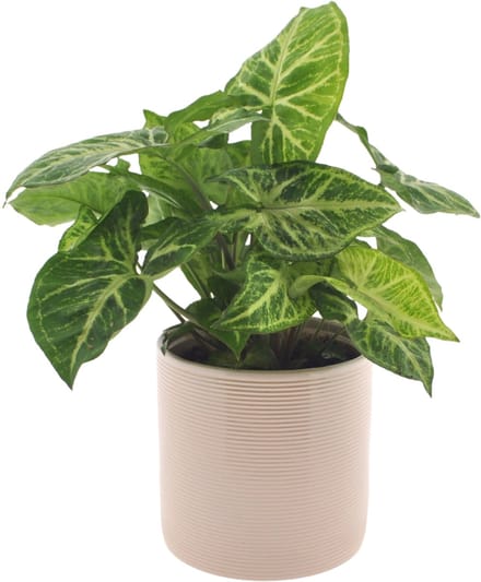 Syngonium | Arrow | 30cm | met gebroken witte keramieken pot
