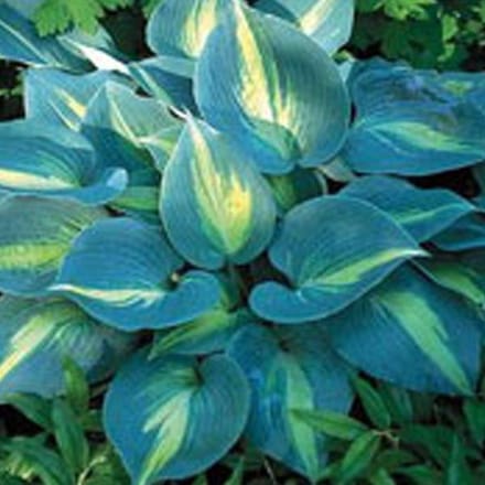 3 x  Hosta 'Touch Of Class' - Hartlelie pot 9x9cm