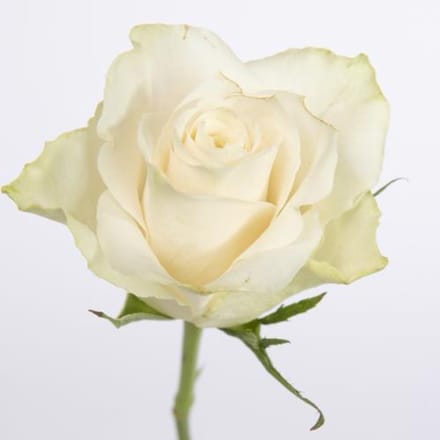 20x Rosa athena 60cm