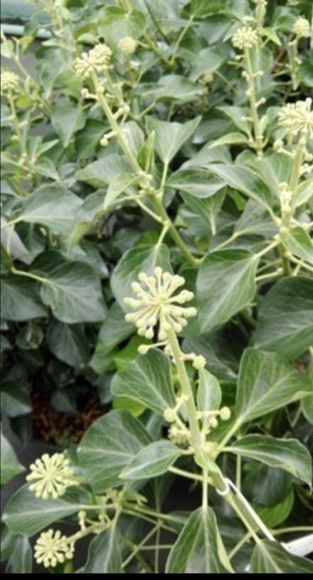 Hedera helix 'Arborescens' - Struikklimop 50- 60 cm in pot