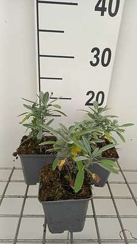 6x Struiksalie - Salvia lavandulifolia | 9x9 cm pot