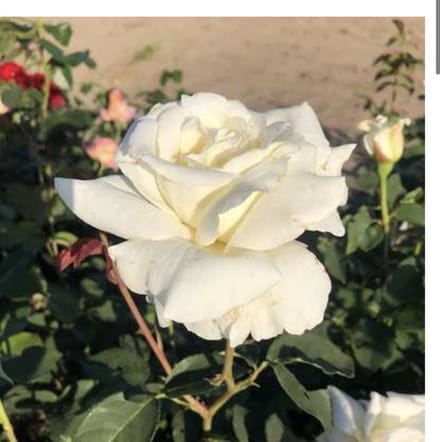 Rosa 'Pascali' - Roos in pot