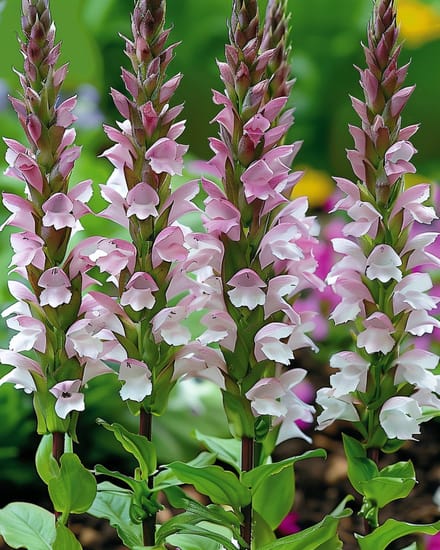 Acanthus Zaden Acanthus Mollis Meerjarig