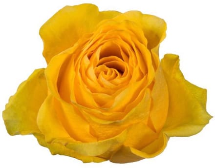 10x Rosa brighton 50cm