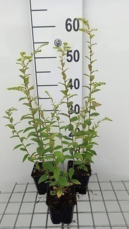 6x Guldenroede - Solidago rugosa | 9x9 cm pot