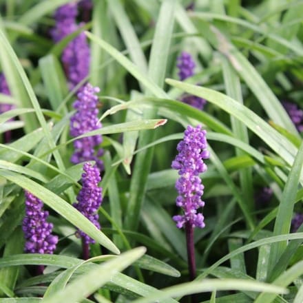 6x Leliegras - Liriope muscari 'Royal Purple' - Pot 9x9cm