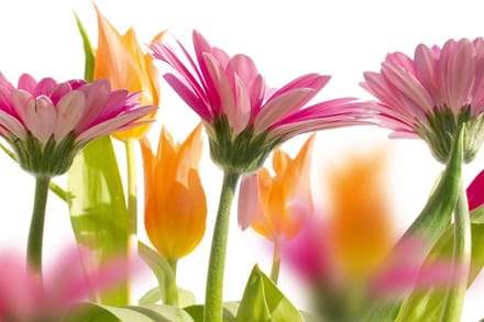 Fotobehang - Spring Flowers 375x250cm - Vliesbehang