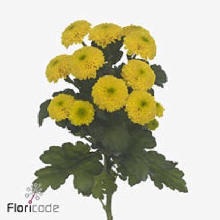 10x Chrysant letitbe 70cm