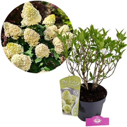 Hydrangea paniculata 'Skyfall', Pluimhortensia, 3 liter pot