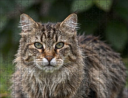 Puzzel Noorse Boskat | 252 stukjes | Dierenpuzzel | Kattenpuzzel