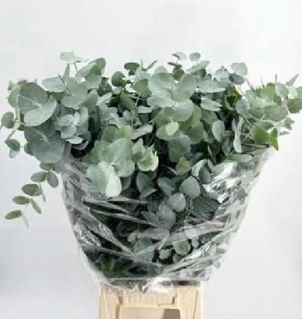 1x Sg eucalyptus cin.(bos) 70cm