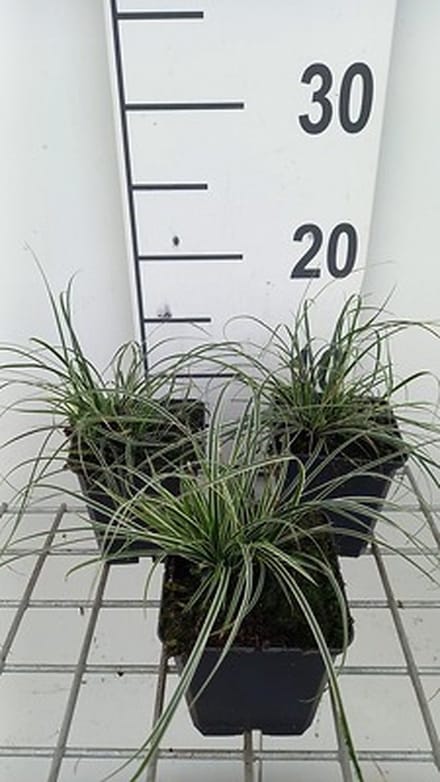 6x Zegge - Carex conica 'Snowline' | 9x9 cm pot