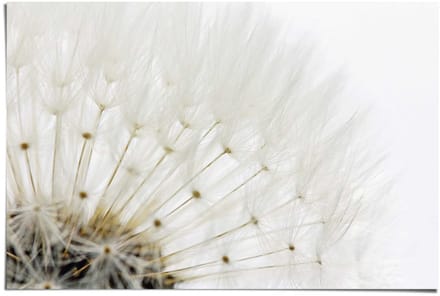 Poster Paardenbloem - wit - 61 x 91,5 - Papier - REINDERS