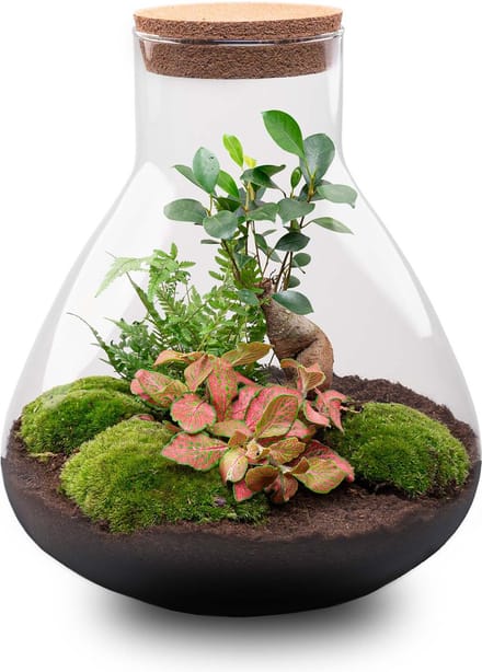 Planten terrarium - DIY - Sam XL Bonsai - Ecosysteem plant - ↑ 32 cm