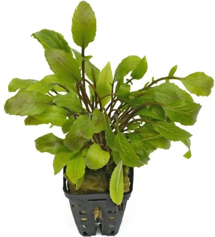 Aquaflora Armoracia Aquatica | in 5 cm pot