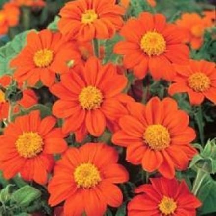 Mexicaanse Zonnehoed Tithonia ca 100 zaden
